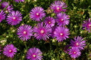 Delosperma_cooperi-Alexander-Klink