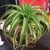 Tillandsia Xerographica hybrid