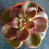 Echeveria Magic Red