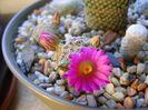 Mammillaria hernandezii