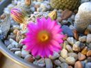 Mammillaria hernandezii