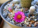 Mammillaria hernandezii