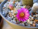 20 nov. 2017: Mammillaria hernandezii