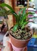 Cymbidium Tigrinum M - 55 lei