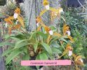 Cymbidium tigrinum floare