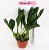 Gongora -110 lei