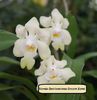 Vanda denisoniana cream santi - 180