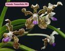 vanda tessellata FS - 190 lei