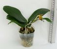 Phalaenopsis Dragon Tree Eagle - 270 lei