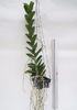 Trichoglottis atropurpurea FS - 175 lei