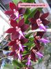 Trichoglottis atropurpurea flori