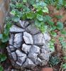 dioscorea elephantipes