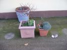 Grup de bonsai si prebonsai