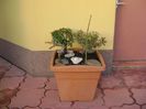 Grup de 3 prebonsai
