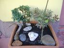 Grup de 3 prebonsai