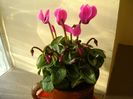 Nov. 2017: Cyclamen persicum