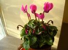 Nov. 2017: Cyclamen persicum