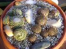 Orostachys spinosa & Sempervivum arachnoideum