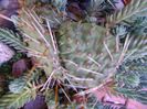 Opuntia phaeacantha (winter hardy)