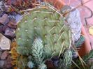 Opuntia phaeacantha (winter hardy)
