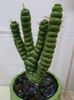 Eulychnia castanea f varispiralis