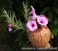ipomoea bolusiana