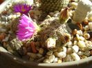 Mammillaria hernandezii
