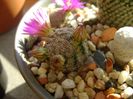 Mammillaria hernandezii
