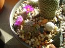 Mammillaria hernandezii