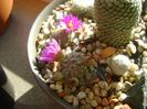 Mammillaria hernandezii