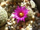 25 nov. 2017: Mammillaria hernandezii