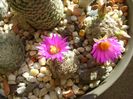 25 nov. 2017: Mammillaria hernandezii