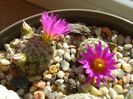 25 nov. 2017: Mammillaria hernandezii