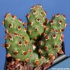 Tephrocactus molinensis