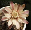 Gymnocalycium mihanovichii