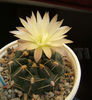 Gymnocalycium sp