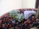 Sedum sp.
