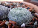 Sempervivum
