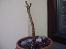 Crassula sarcocaulis