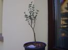 Mestoklema arboriforme