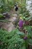 Campanula punctata "wine"n rubies