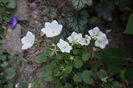 Campanula Carpatica White