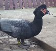 Muscovy blue