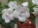 Double picotee rose