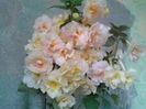 yellow english rose