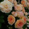 gloire de dijon heritage rose foundation