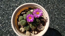 Conophytum velutinum RR90-1