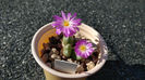 Conophytum violaciflorum