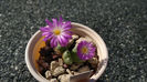 Conophytum violaciflorum6