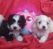 Bichon Havanese